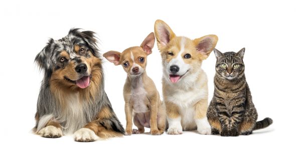 Brooklyn Pets
