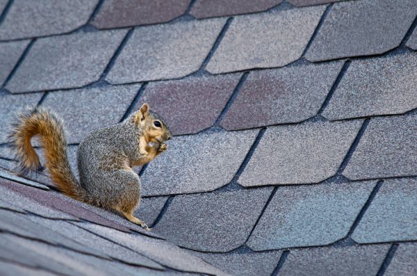Brooklyn Wildlife Removal