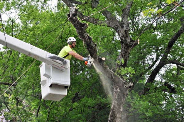 Brooklyn Tree Trimming