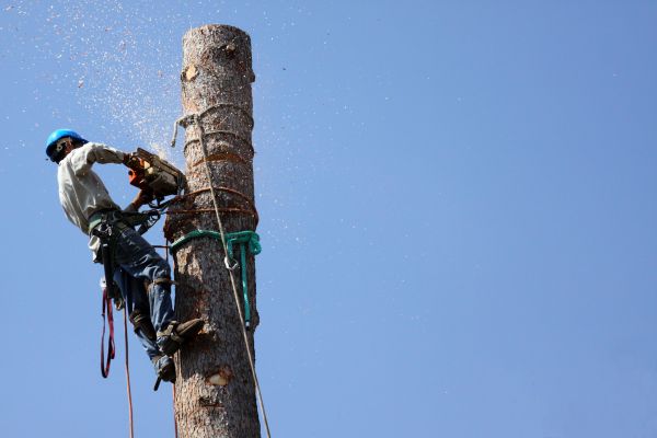 Brooklyn Tree Removal