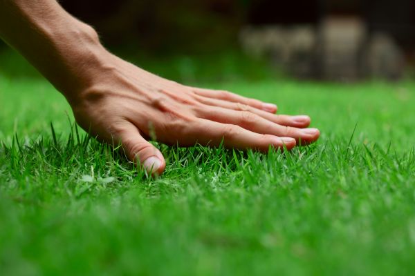 Brooklyn Lawn Treatment